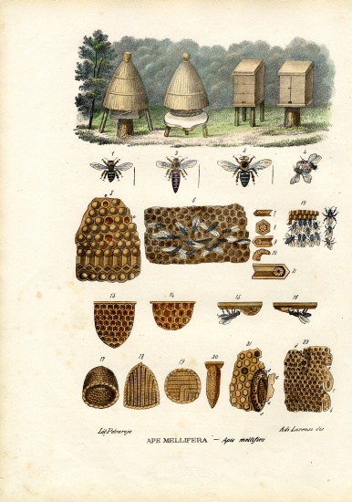 Bees od Raimundo Petraroja