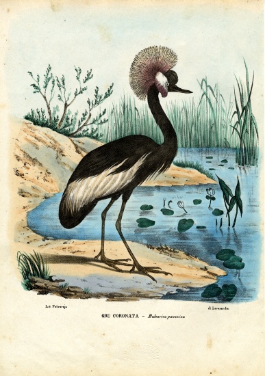 Black-Crowned Crane od Raimundo Petraroja