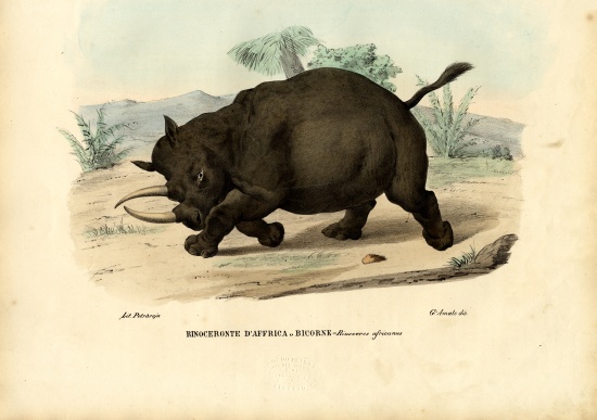 Black Rhinoceros od Raimundo Petraroja