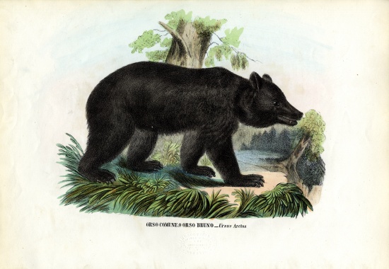 Brown Bear od Raimundo Petraroja