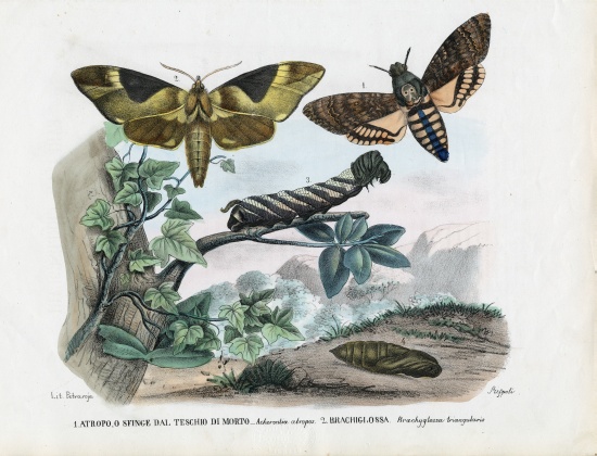 Butterflies od Raimundo Petraroja