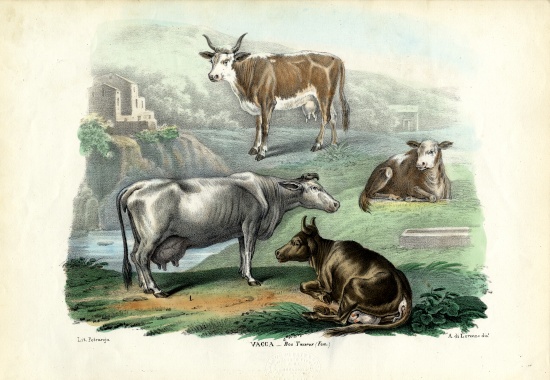 Cattle od Raimundo Petraroja