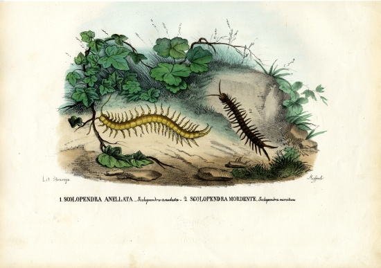 Centipede od Raimundo Petraroja