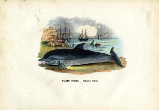 Common Dolphin od Raimundo Petraroja