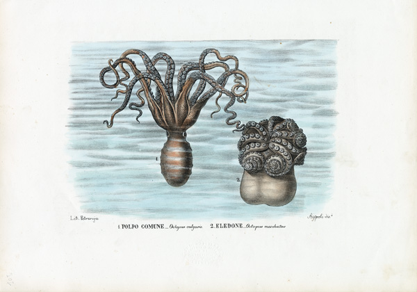 Common Octopus od Raimundo Petraroja