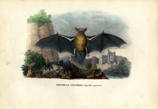 Common Pipistrelle od Raimundo Petraroja