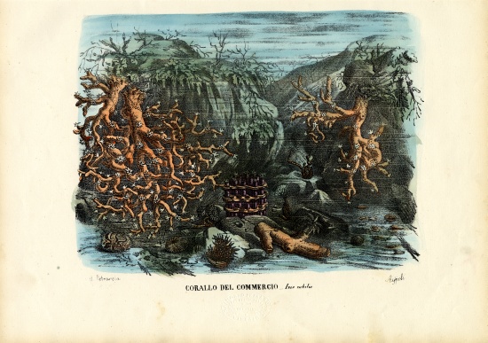 Corals od Raimundo Petraroja