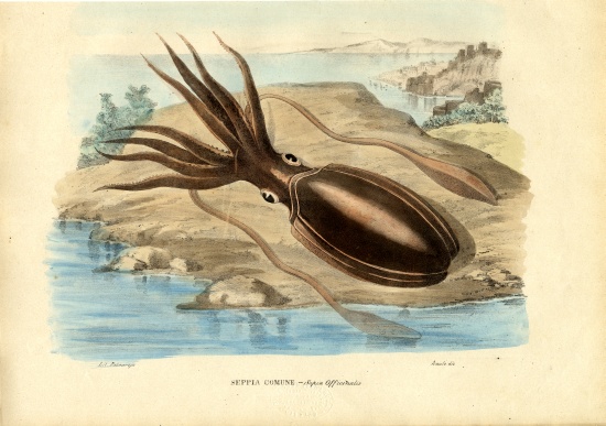 Cuttlefish od Raimundo Petraroja