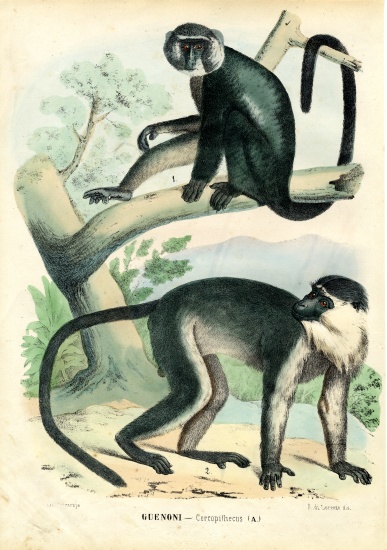 Diana Monkey od Raimundo Petraroja