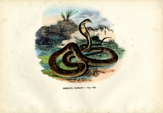 Egyptian Cobra od Raimundo Petraroja