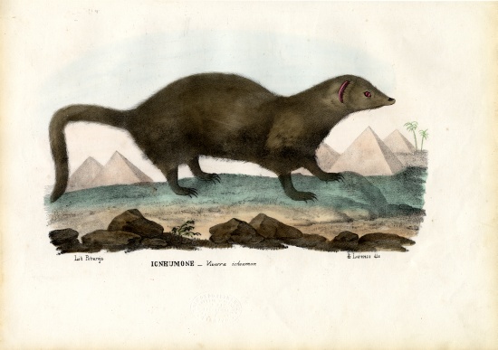 Egyptian Mongoose od Raimundo Petraroja
