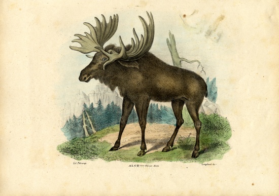 Elk od Raimundo Petraroja