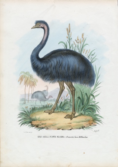 Emu od Raimundo Petraroja