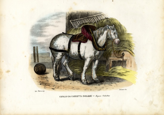 English Farm Horse od Raimundo Petraroja