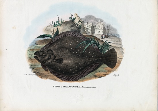 European Flounder od Raimundo Petraroja