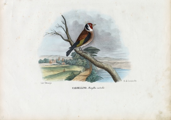 European Goldfinch od Raimundo Petraroja