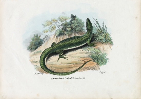 European Green Lizard od Raimundo Petraroja
