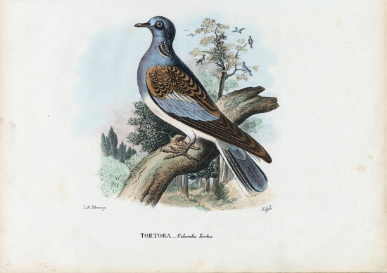 European Turtle Dove od Raimundo Petraroja