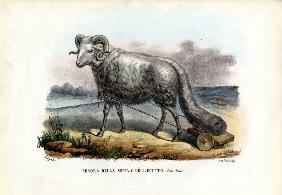 Fat-Tailed Sheep