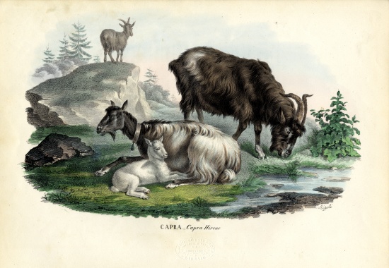 Feral Goat od Raimundo Petraroja