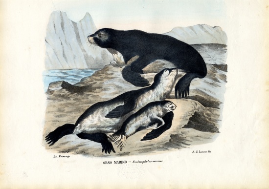 Fur Seal od Raimundo Petraroja