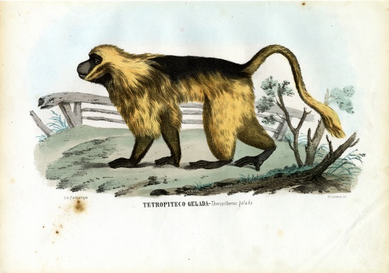 Gelada Baboon od Raimundo Petraroja