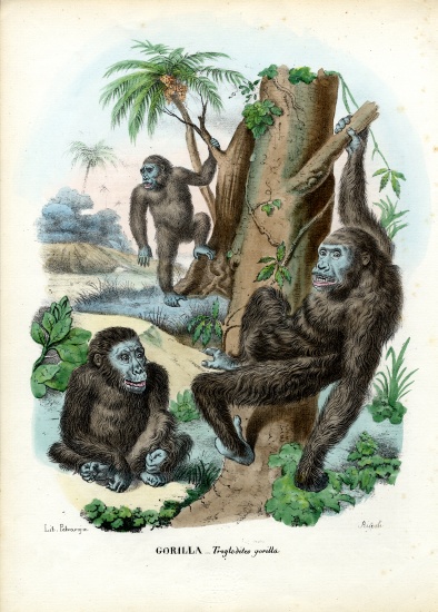 Gorilla od Raimundo Petraroja