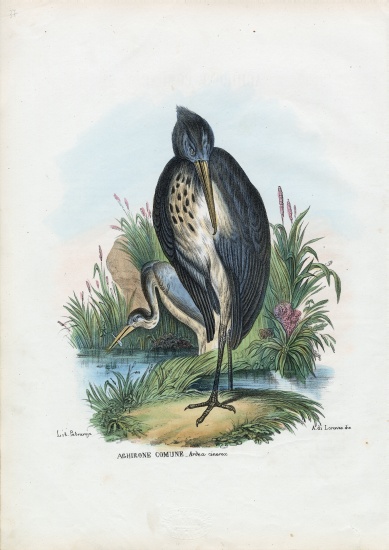 Grey Heron od Raimundo Petraroja