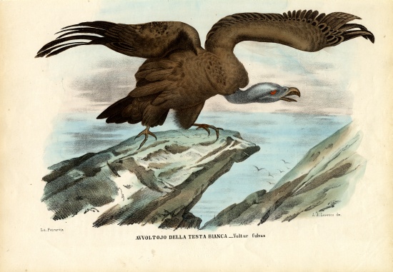 Griffon Vulture od Raimundo Petraroja