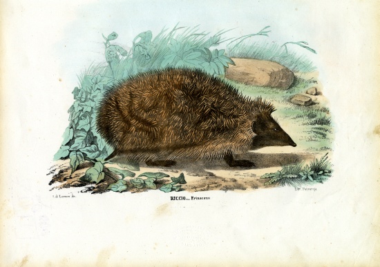 Hedgehog od Raimundo Petraroja