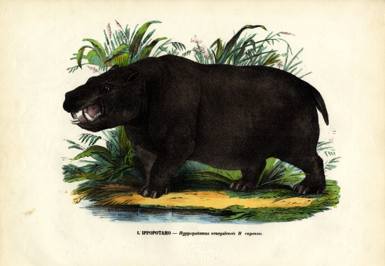 Hippo od Raimundo Petraroja