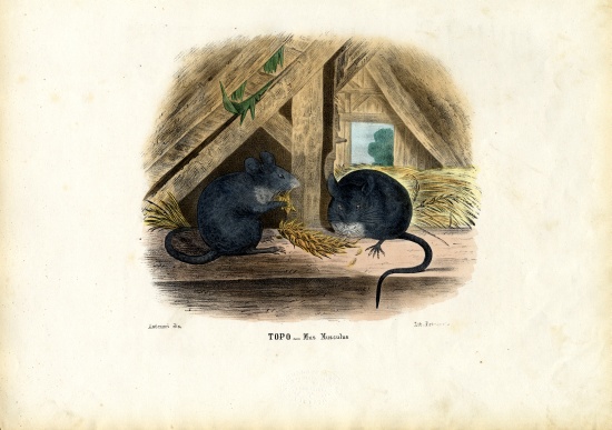 House Mouse od Raimundo Petraroja