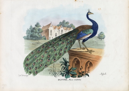 Indian Peafowl od Raimundo Petraroja