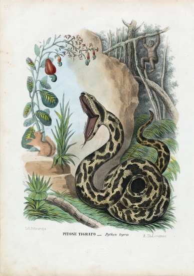 Indian Python od Raimundo Petraroja