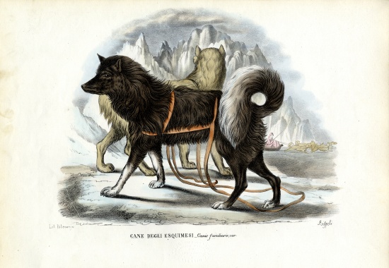 Inuit Sled Dog od Raimundo Petraroja