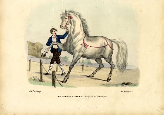 Italian Horse od Raimundo Petraroja