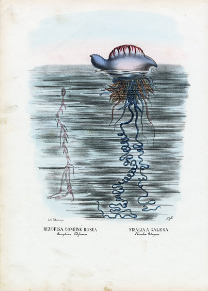 Jellyfish od Raimundo Petraroja