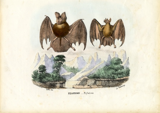 Leaf-Nosed Bats od Raimundo Petraroja