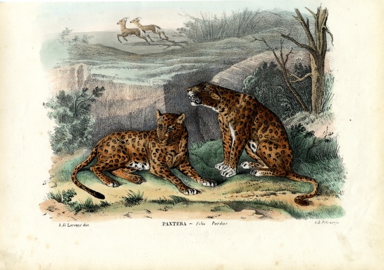 Leopard od Raimundo Petraroja