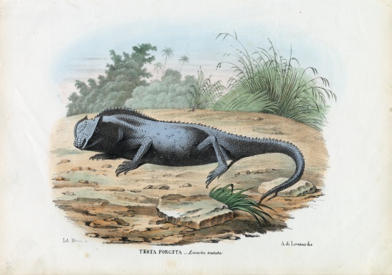 Lizard od Raimundo Petraroja