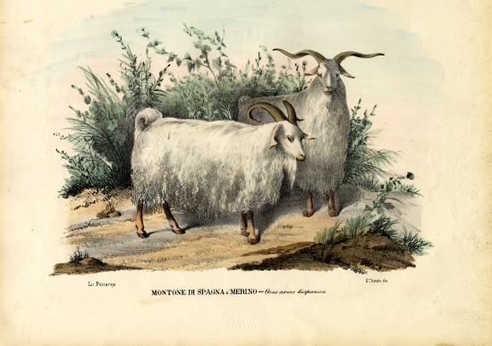 Merino Sheep od Raimundo Petraroja