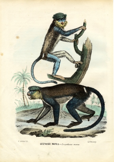 Mona Monkey od Raimundo Petraroja