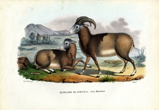 Mouflon od Raimundo Petraroja