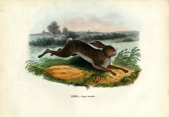 Mountain Hare od Raimundo Petraroja