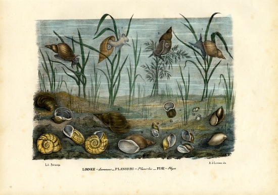 Mussels od Raimundo Petraroja