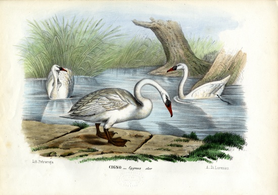 Mute Swan od Raimundo Petraroja