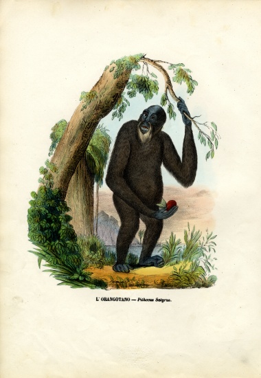 Orangoutan od Raimundo Petraroja