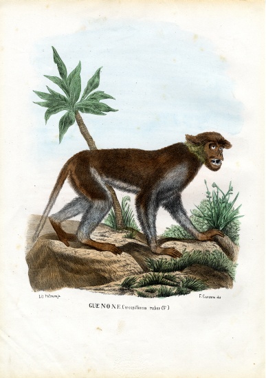 Patas Monkey od Raimundo Petraroja