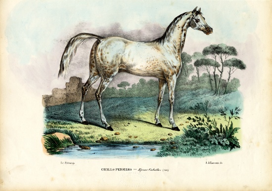 Persian Horse od Raimundo Petraroja