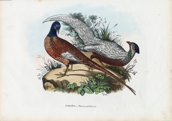 Pheasant od Raimundo Petraroja